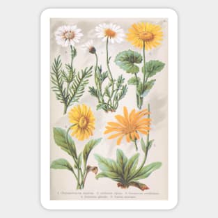 Vintage Daisies Sticker